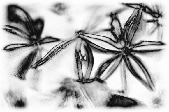 Star Anise
