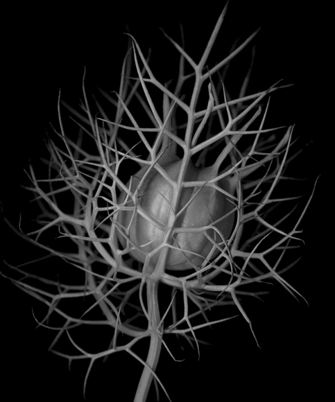 Love In A Mist No.1