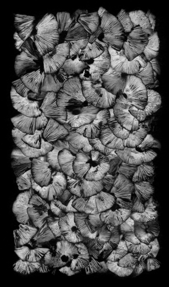 Spore Print