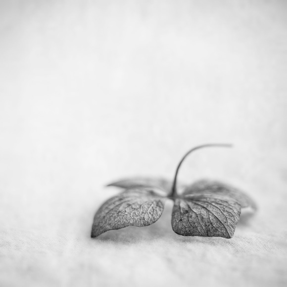 Fallen
