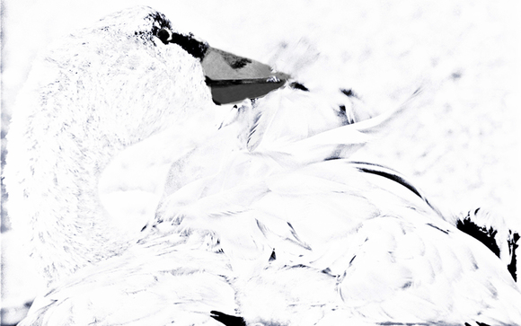 Swan