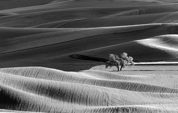 Lone Tree