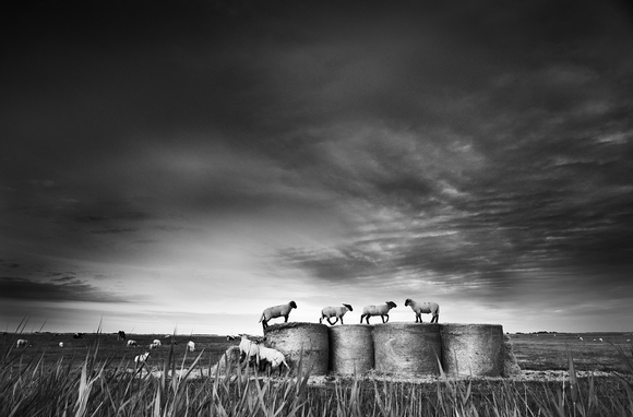 ... be a Sheep
