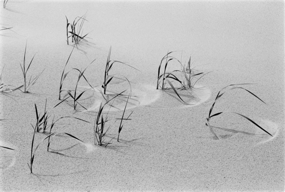 Beach Grass