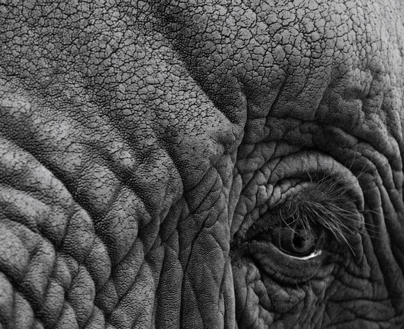 Elefante