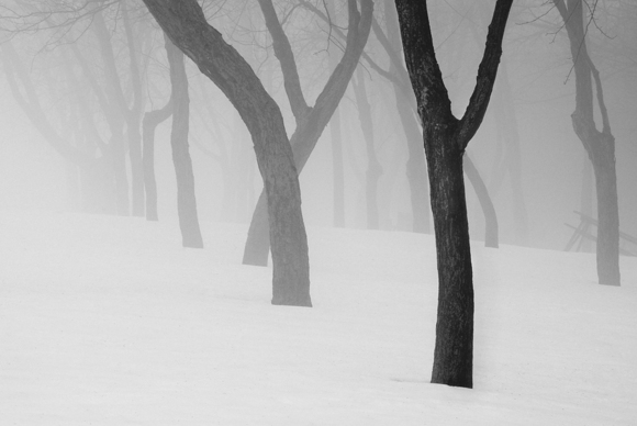 Winter Fog