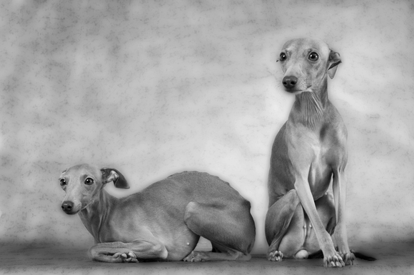The Models