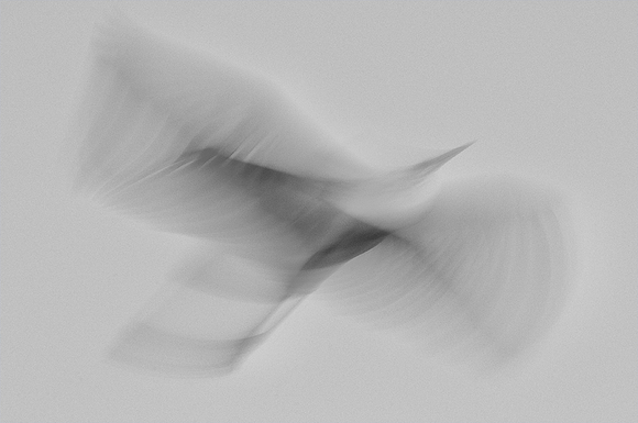 Ascending Angel