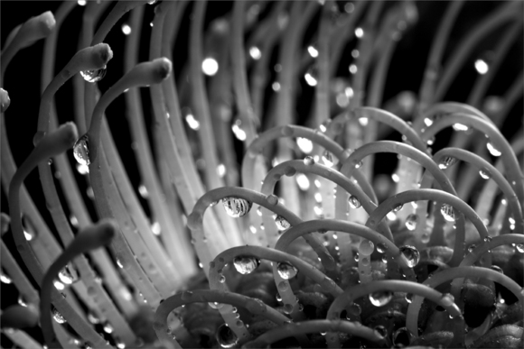 Alien Flower