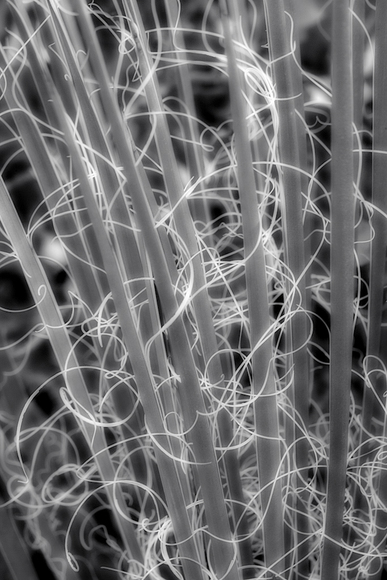 Agave Abstract