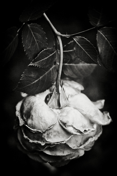 The Rose