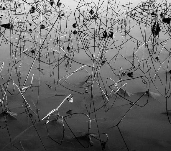China Reeds