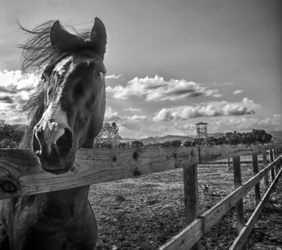 Paso Fino Stallion