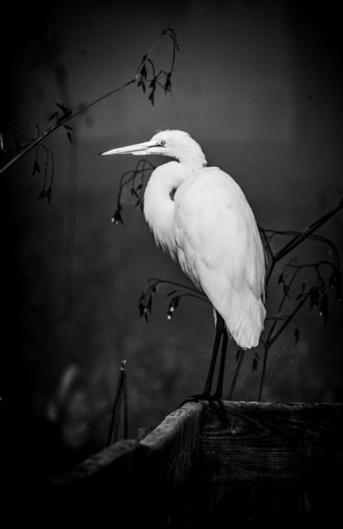 Solitude