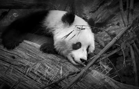 Giant Panda Snacktime #2