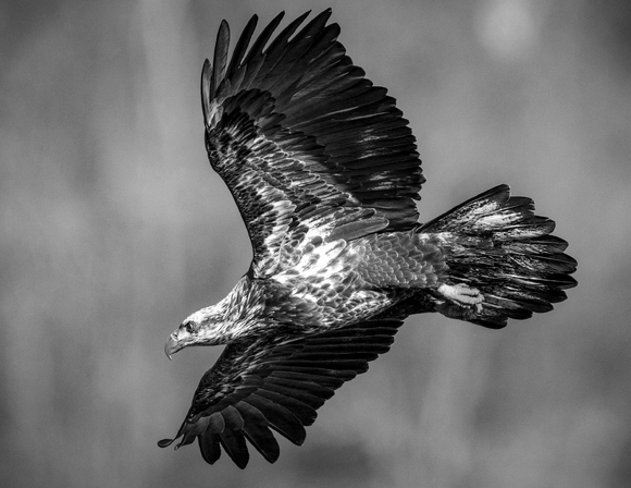 Juvenile Eagle Hunting #2