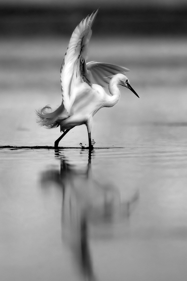 Dancing Egret