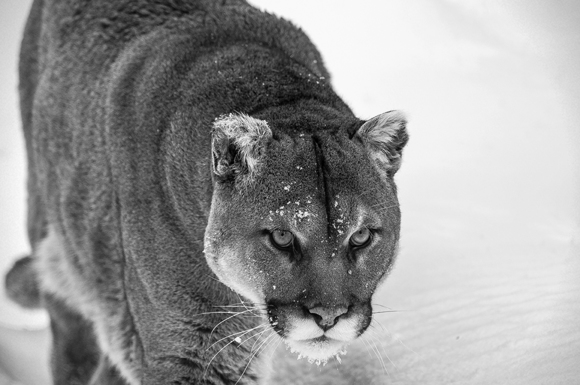 Cougar