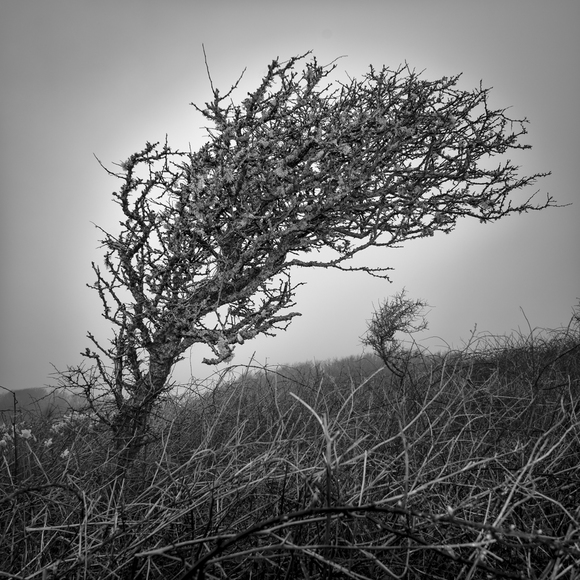Prevailing - Study 1