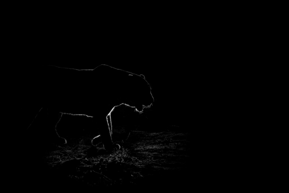 Leopard at Night