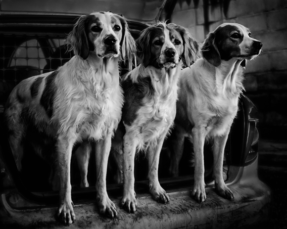 Three Dogs