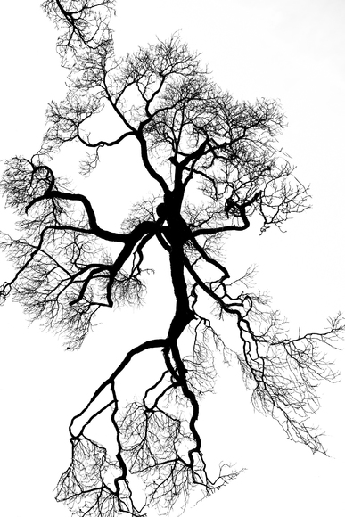 dancing tree