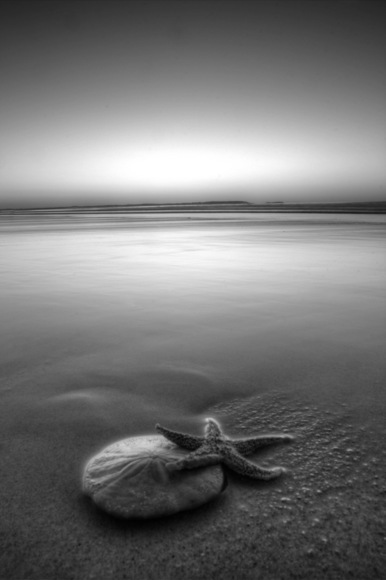 The Star