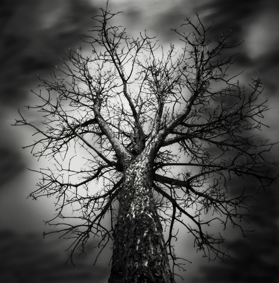 Without leaves