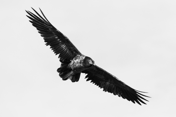 Fly by