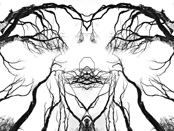 Mirror tree