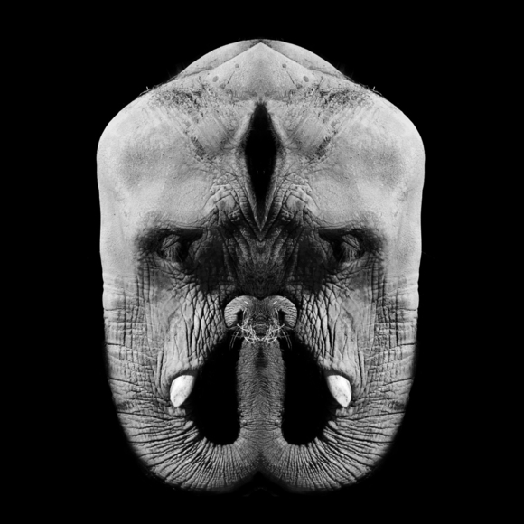 elefante 