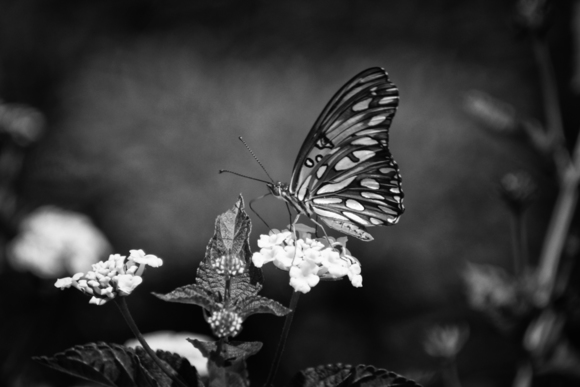 Fritillary