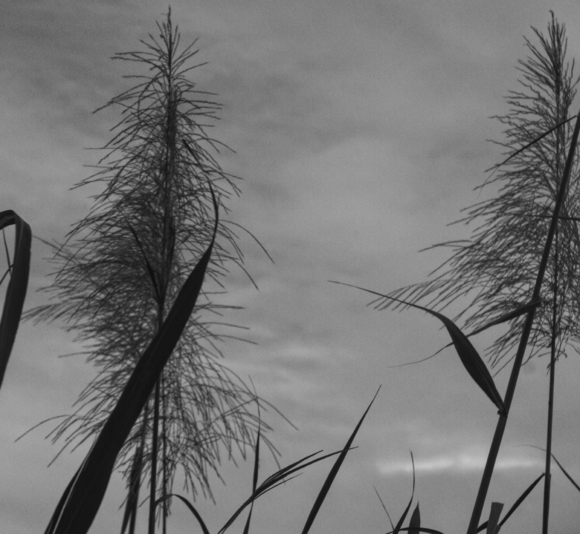 Feathers In The Wild