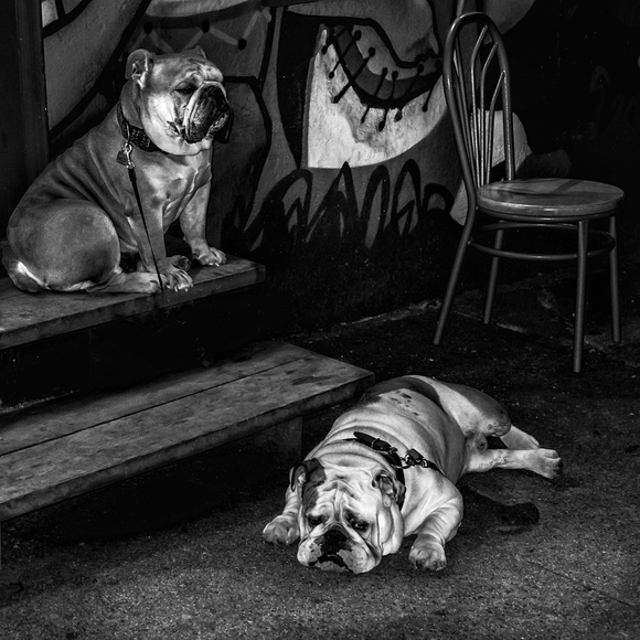 Dogs