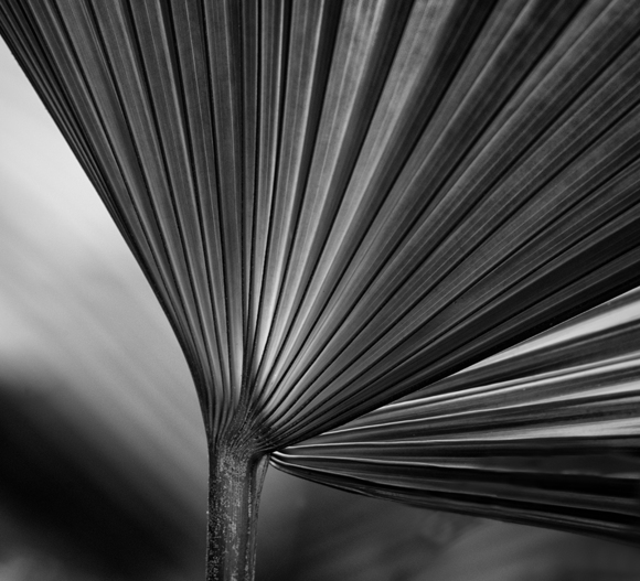 Palm Detail