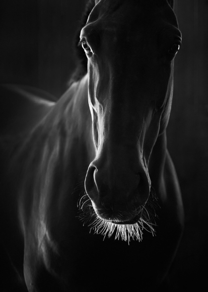 Black Horse