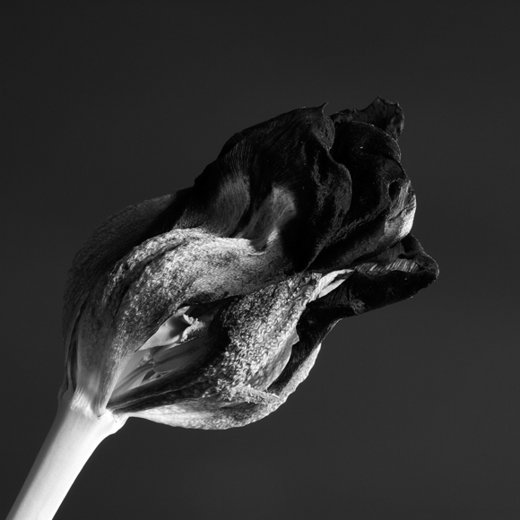 Tulip 2