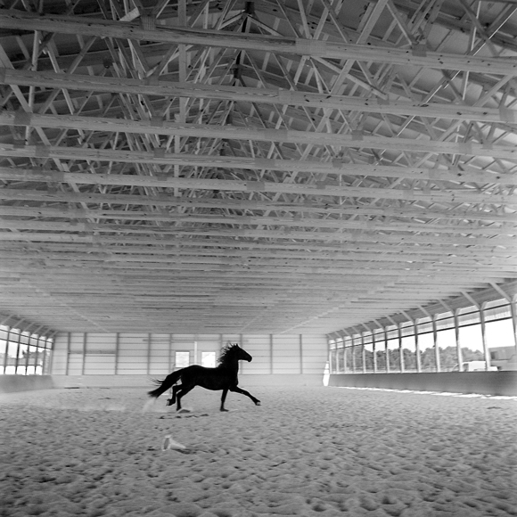 Friesian