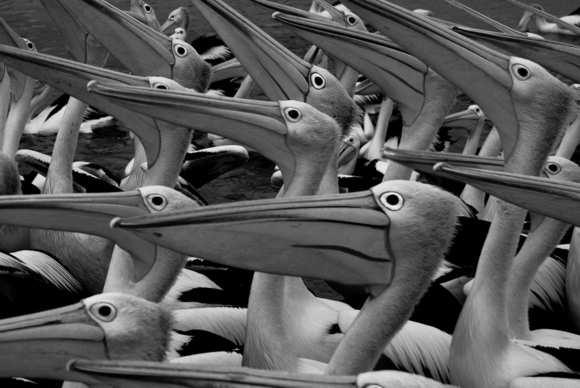 Crowd