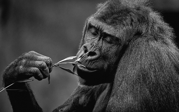 Gentle Giant