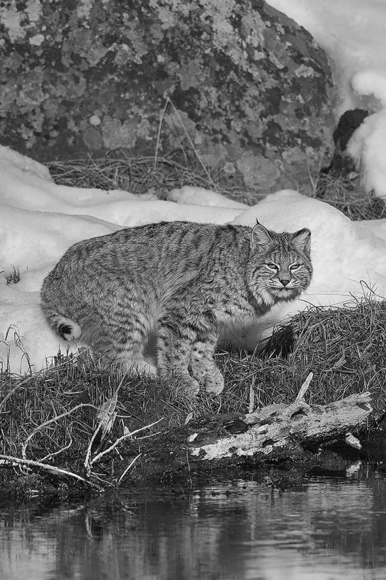 Bobcat