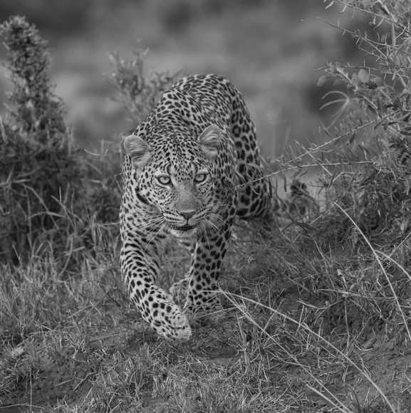Leopard Hunt