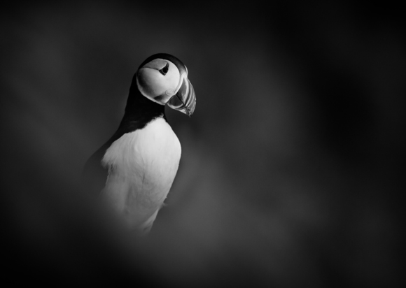Puffin