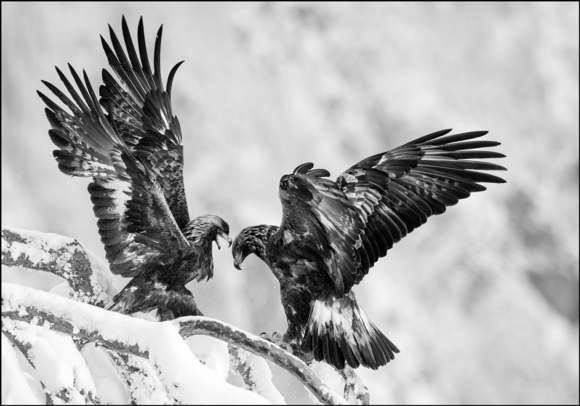 Eagle fight