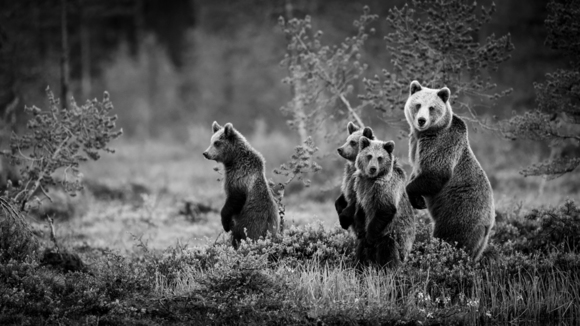 Bear family