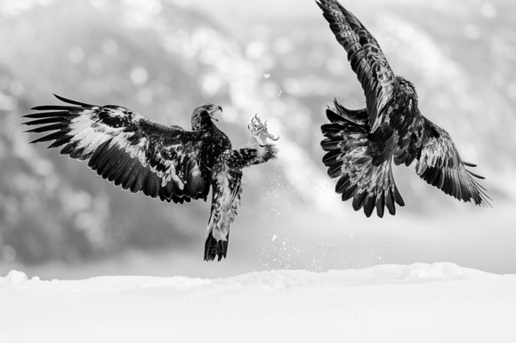 Eagle fight