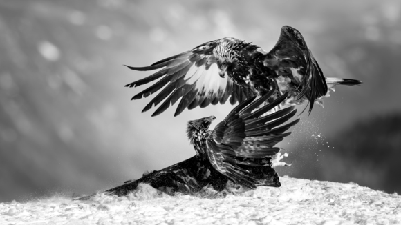Eagle fight 2
