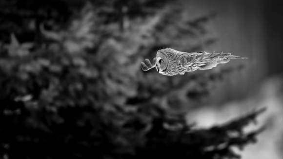 In flight