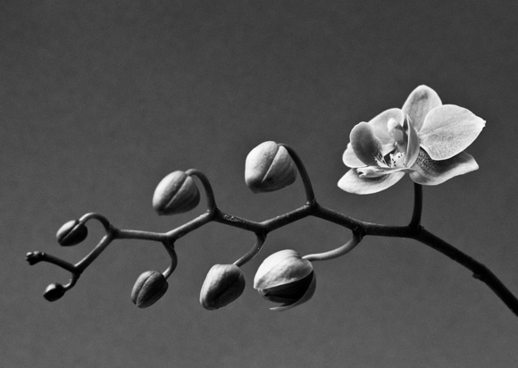 Orchid