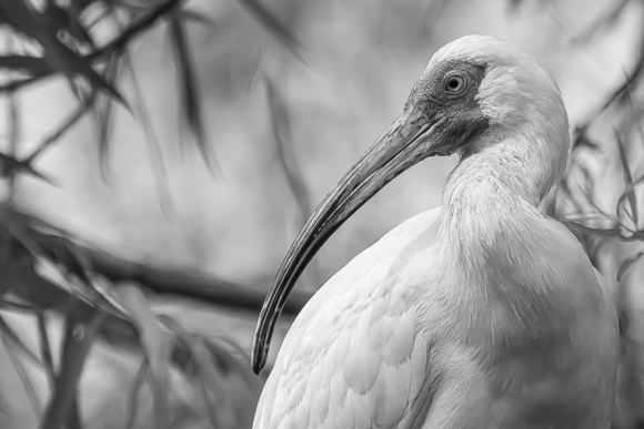 Ibis